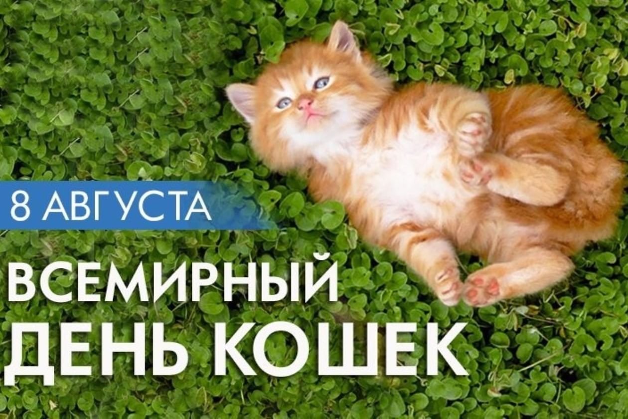Поздравление С Днем Кошек Открытки